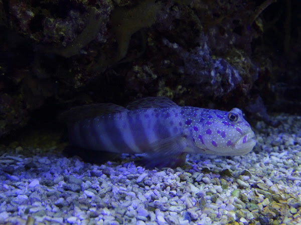 Pink-spotted watchman goby (Cryptocentrus leptocephalus)