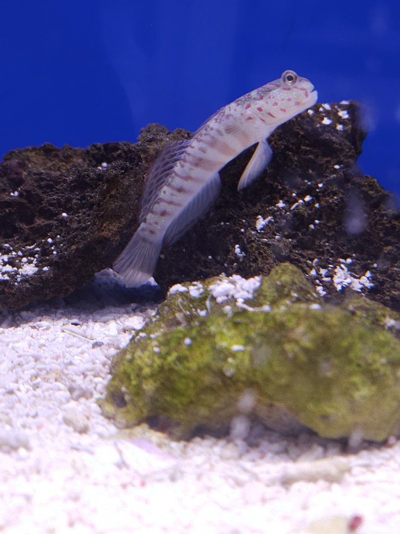 Pink-spotted Watchman Goby