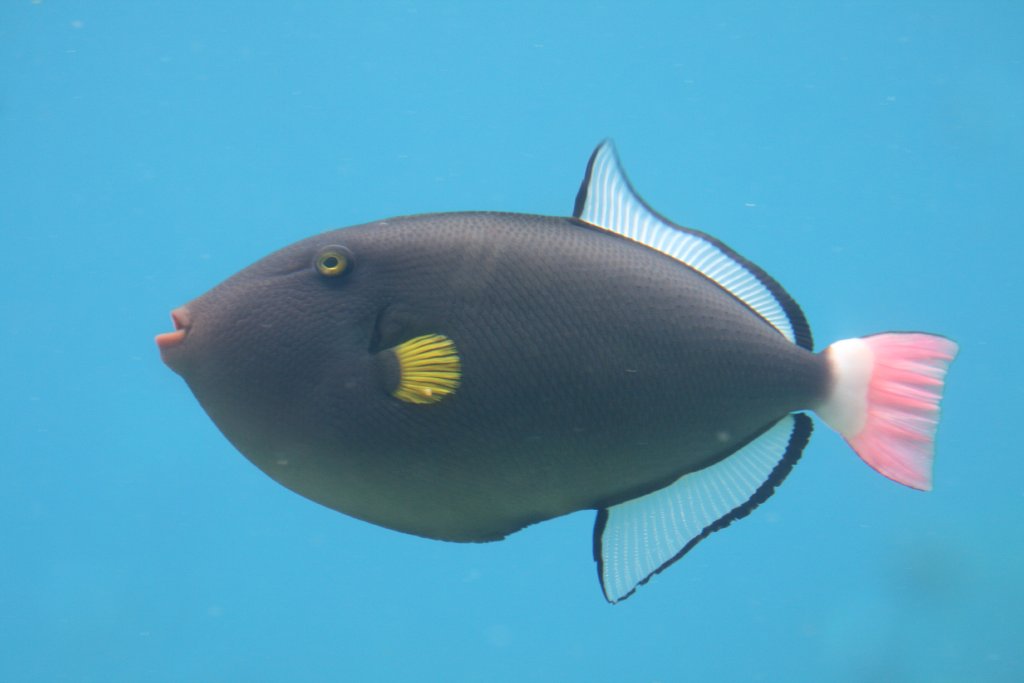 Pink-tail Triggerfish
