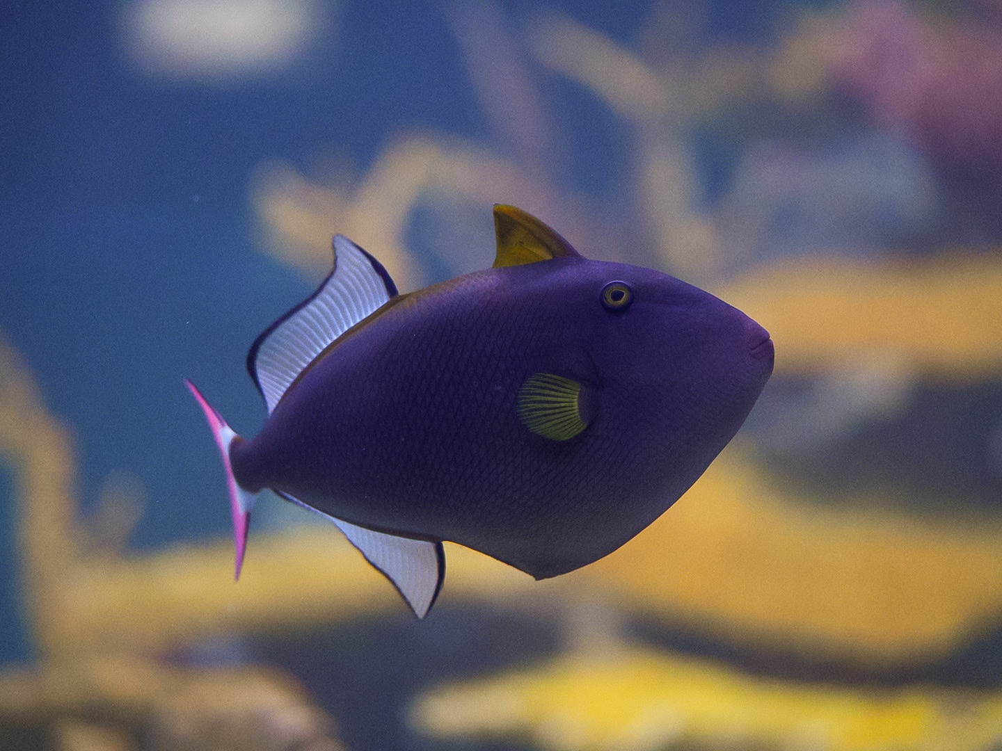 Pink Tail Triggerfish