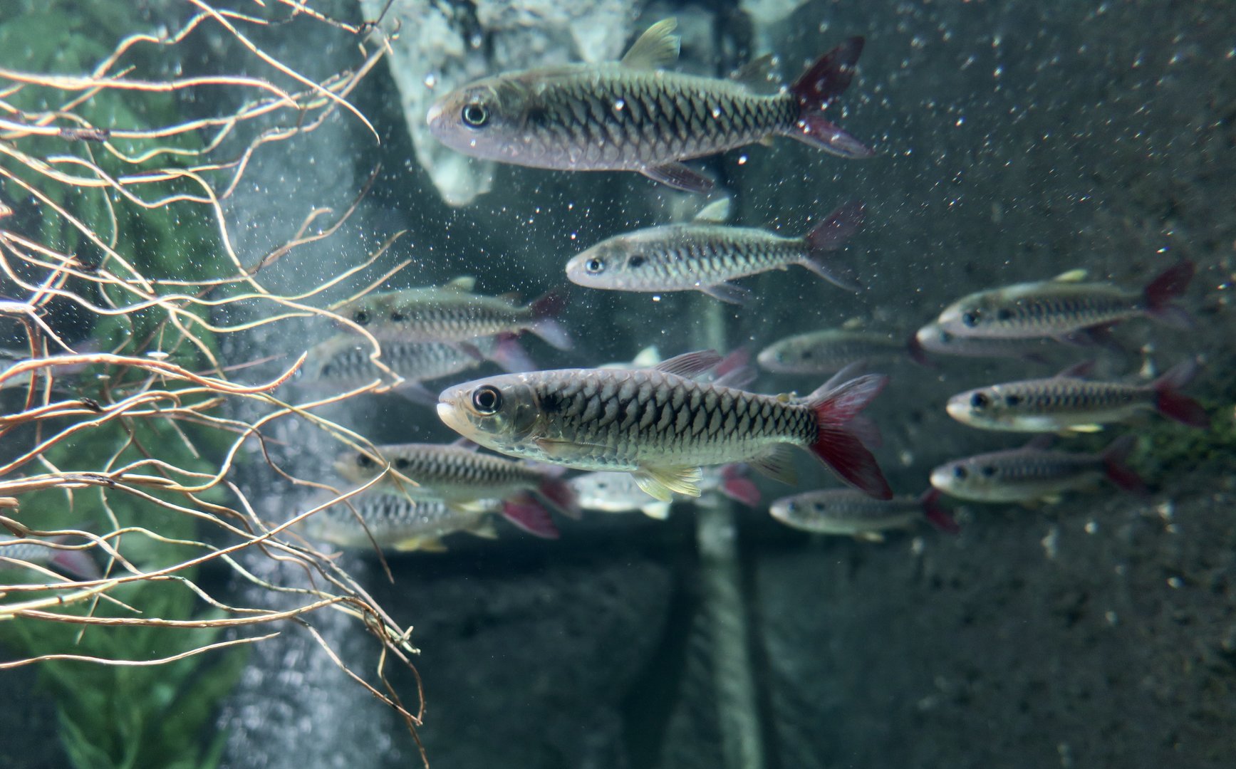 Pink-Tailed Chalceus (Chalceus macrolepidotus)