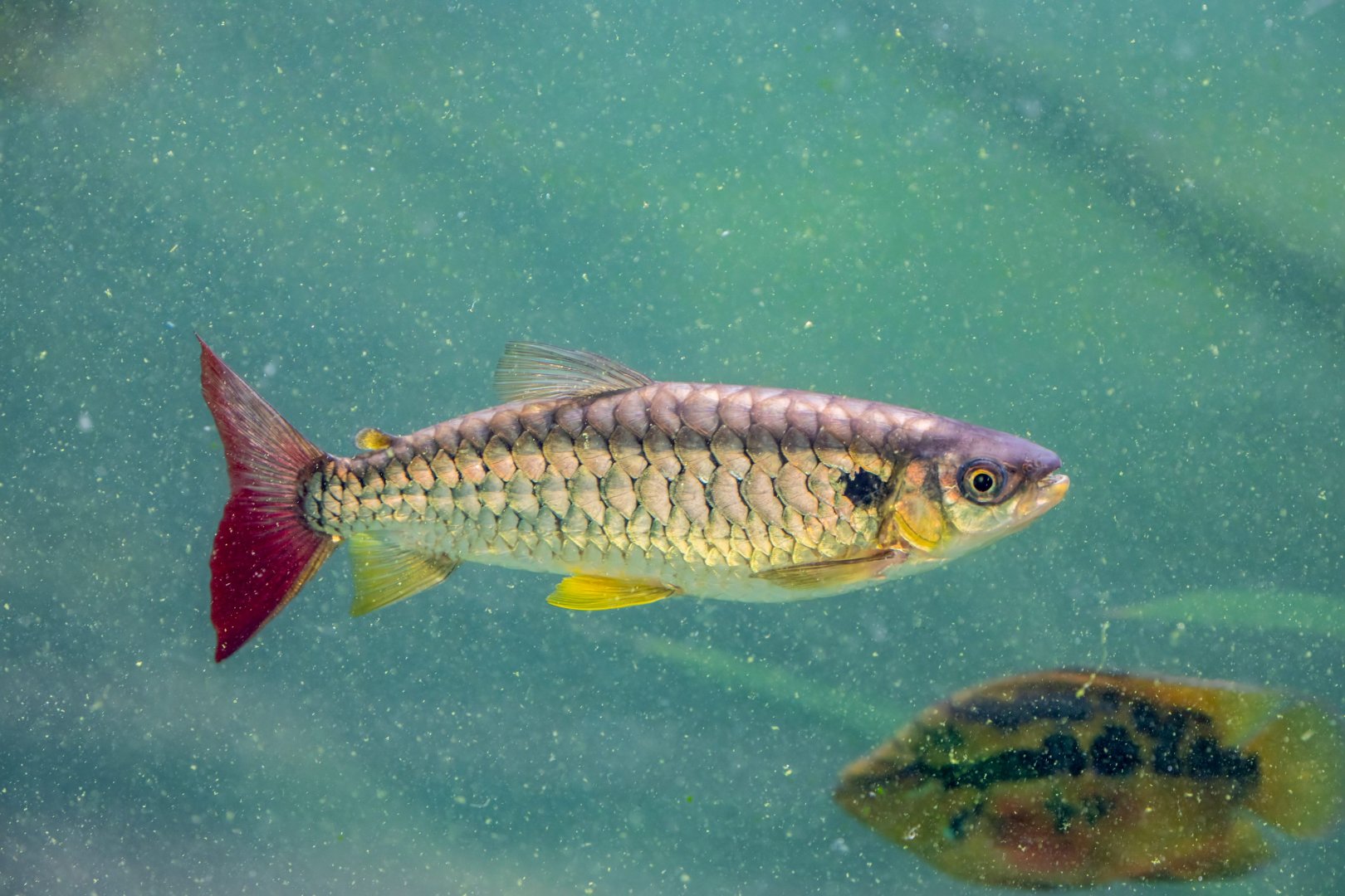 Pink-tailed Chalceus (Chalceus macrolepidotus)