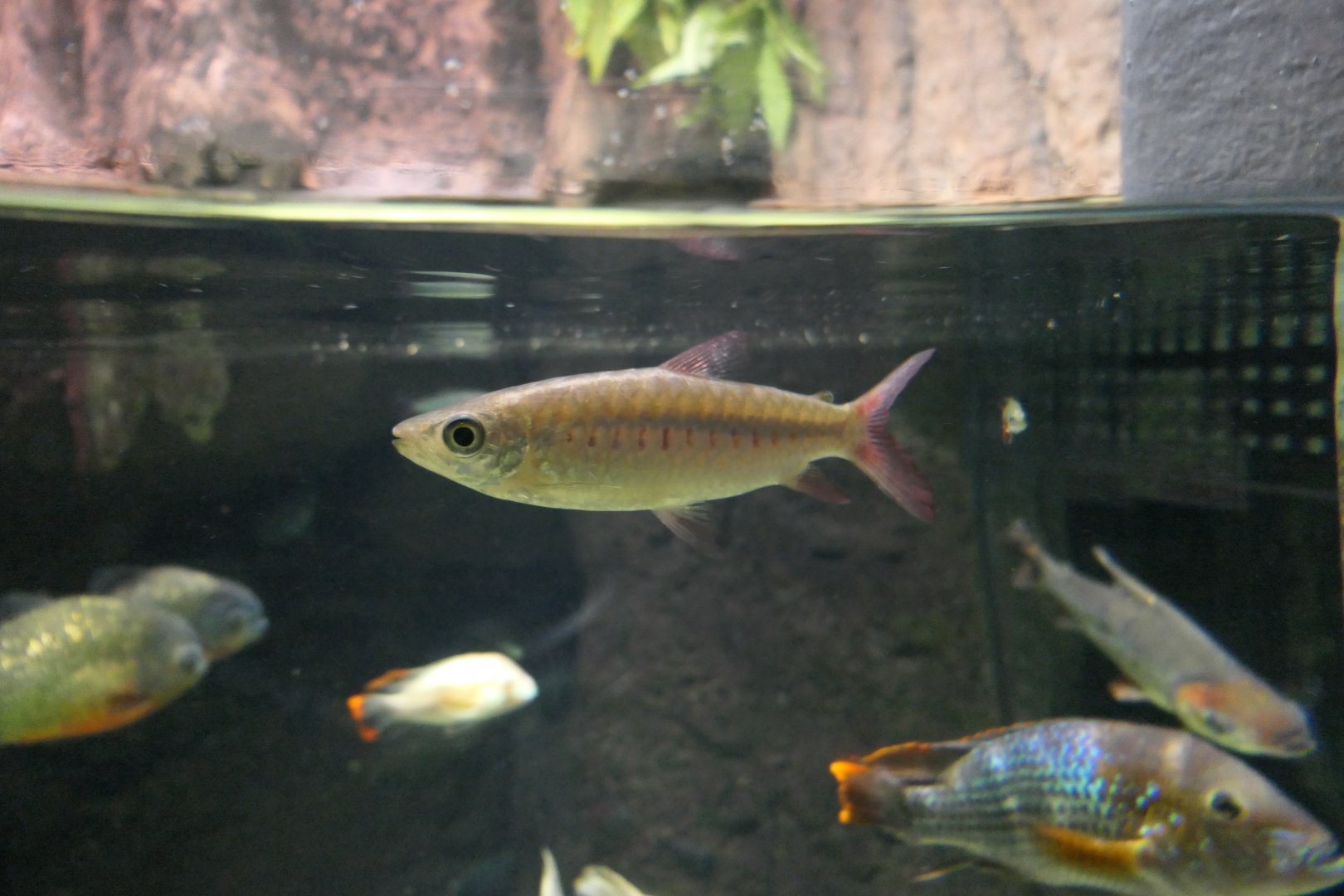 Pink-tailed Chalceus (Chalceus macrolepidotus)