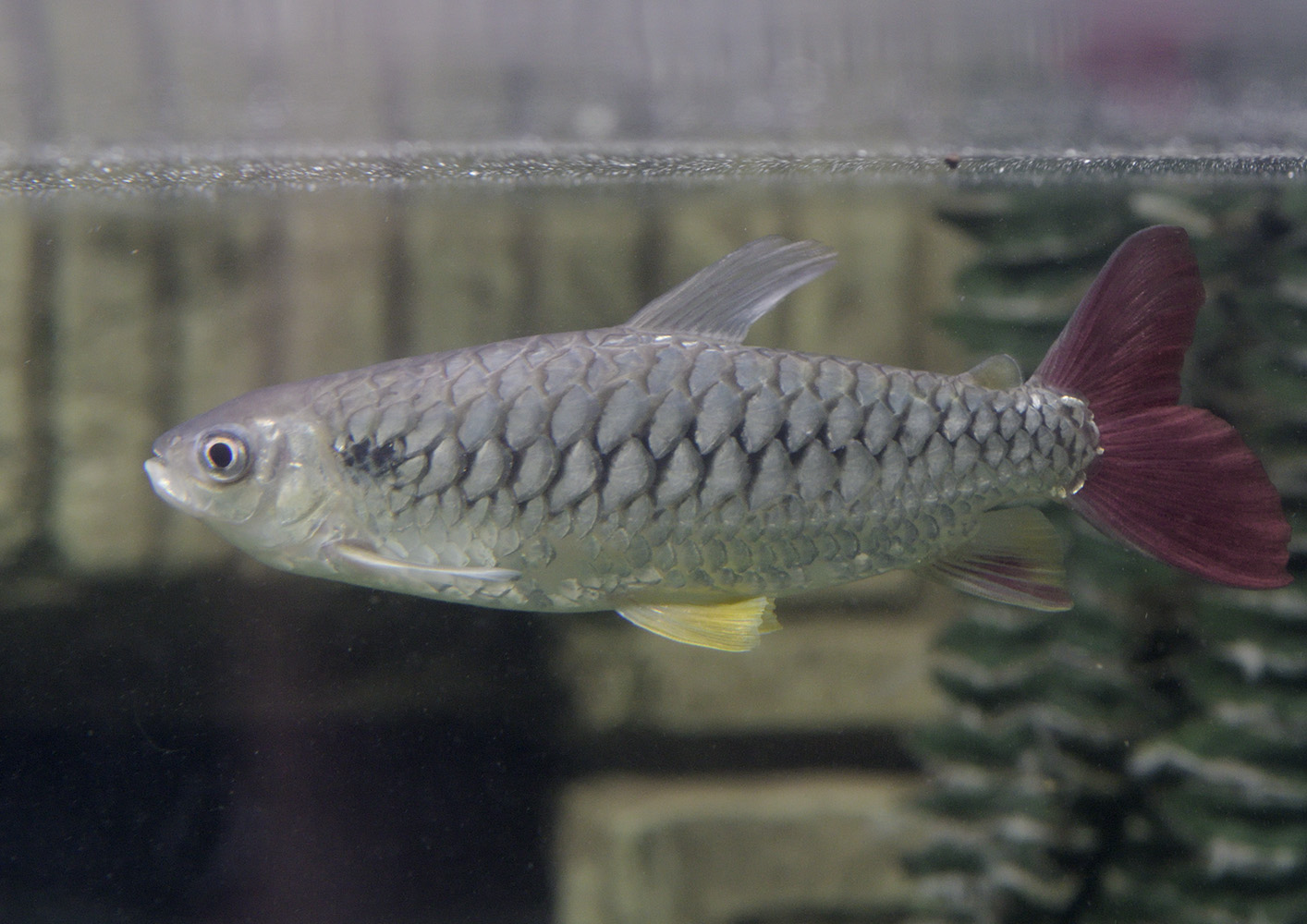 Pink-tailed Chalceus