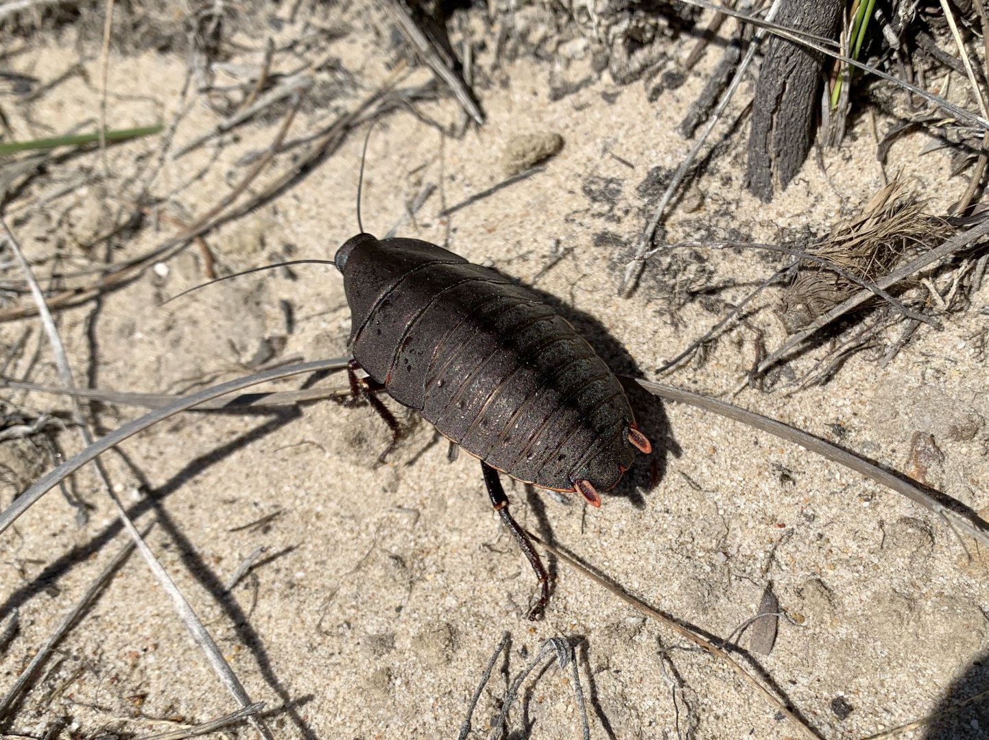 Pink-tailed Heath Cockroach