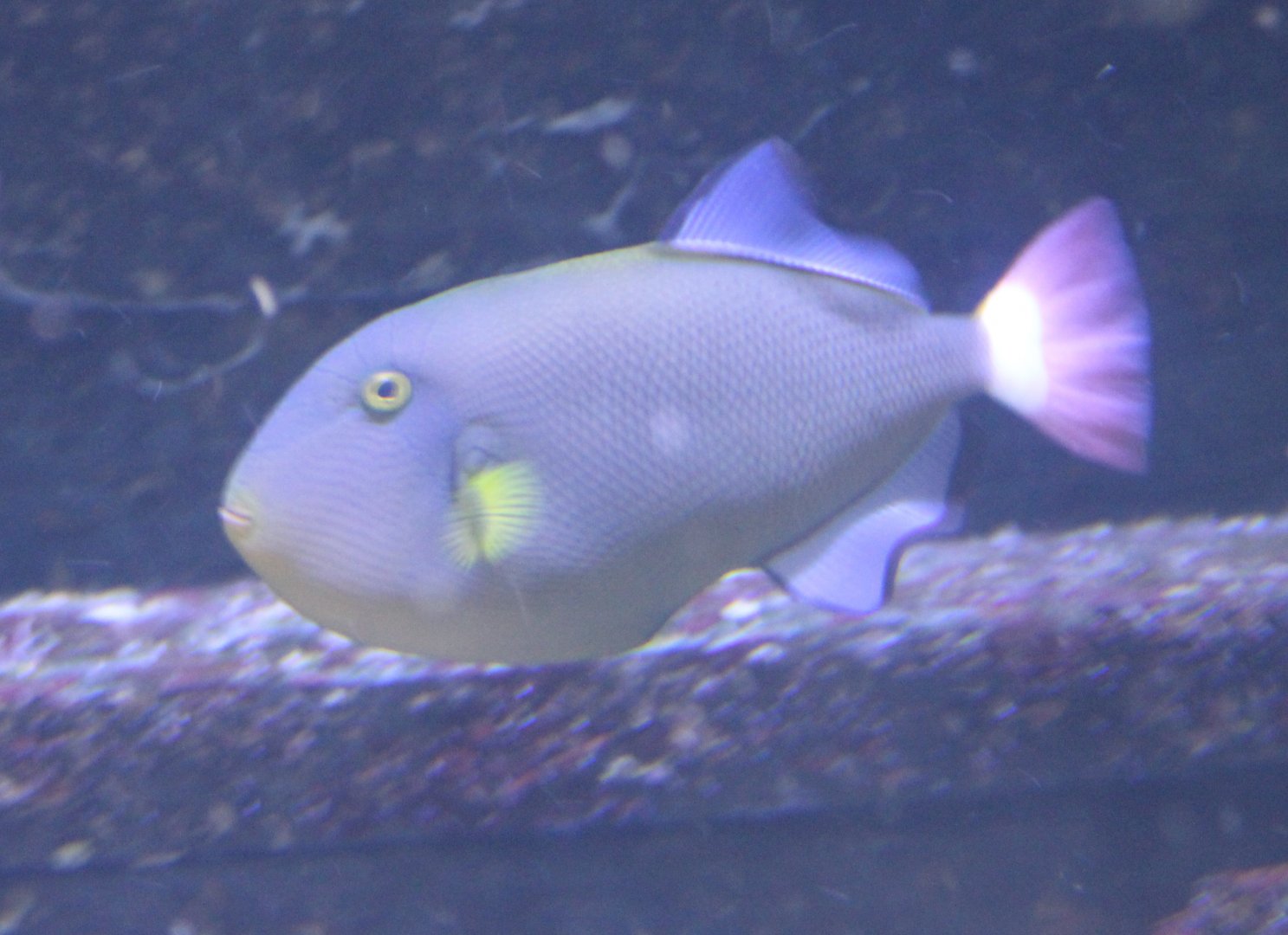 Pink-tailed triggerfish - Melichthys vidua