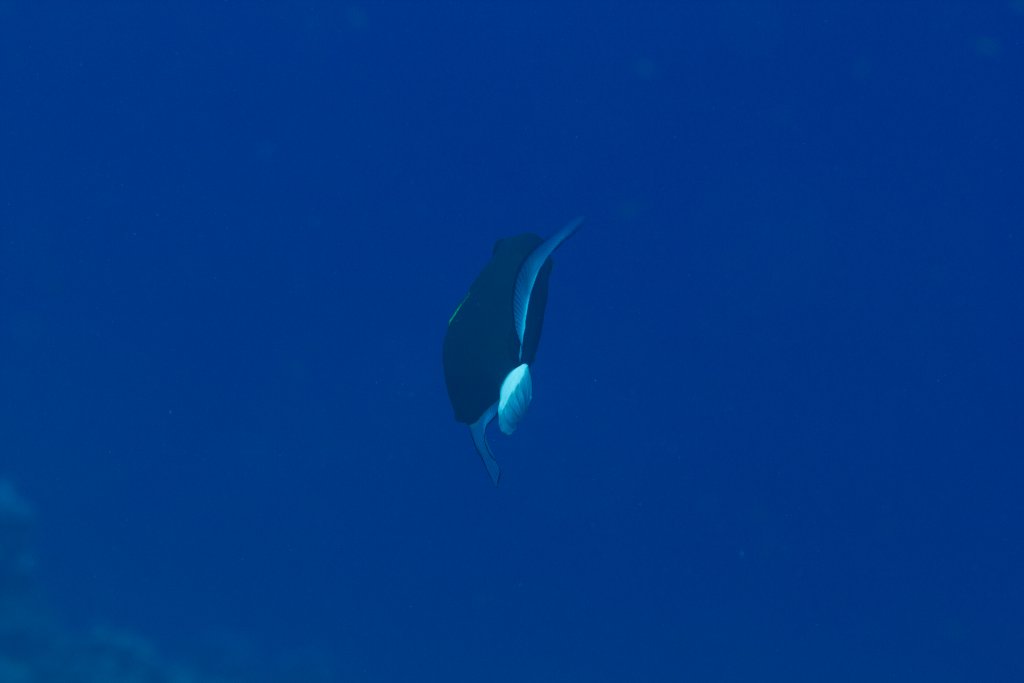 Pink-tailed Triggerfish