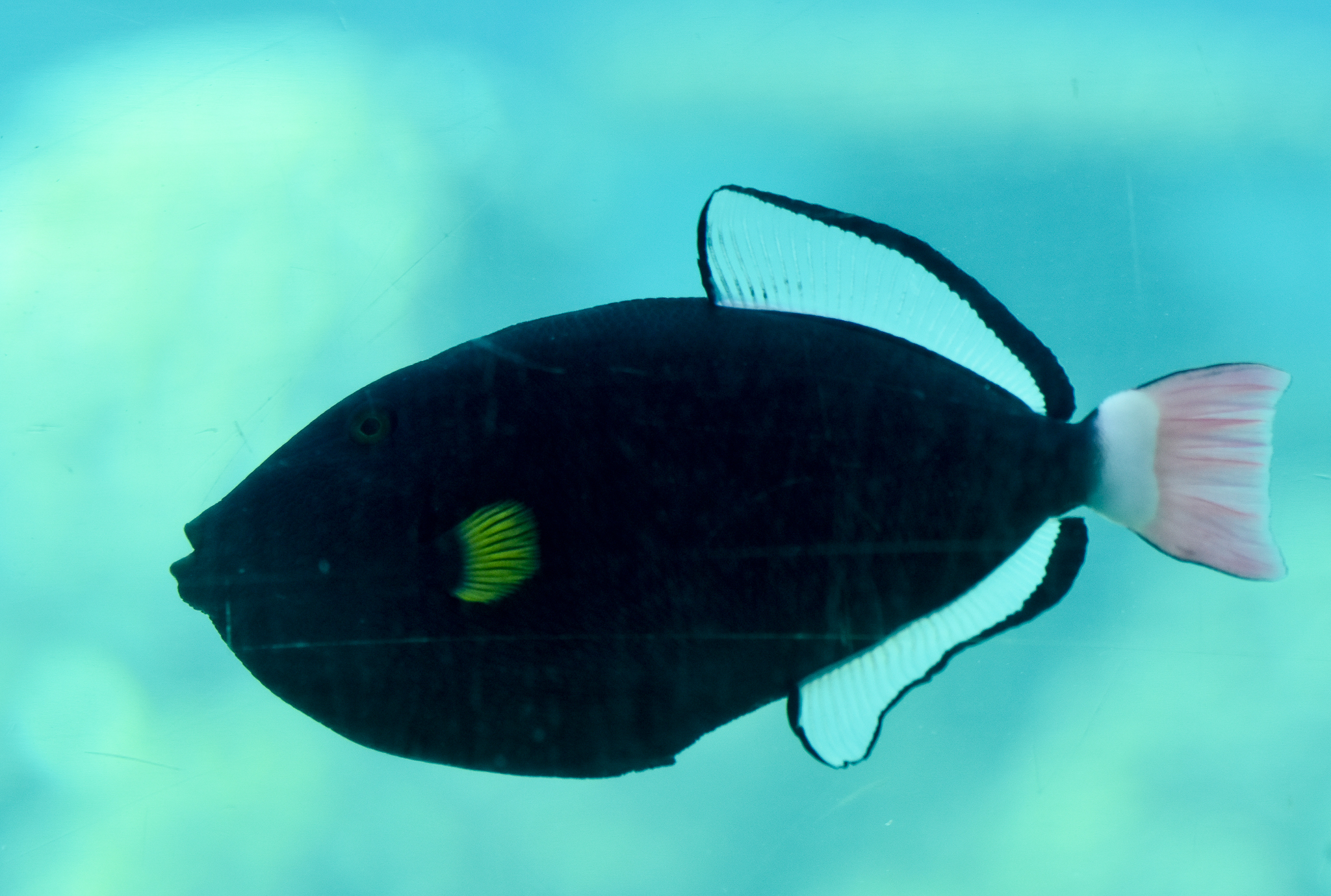 Pink-tailed Triggerfish