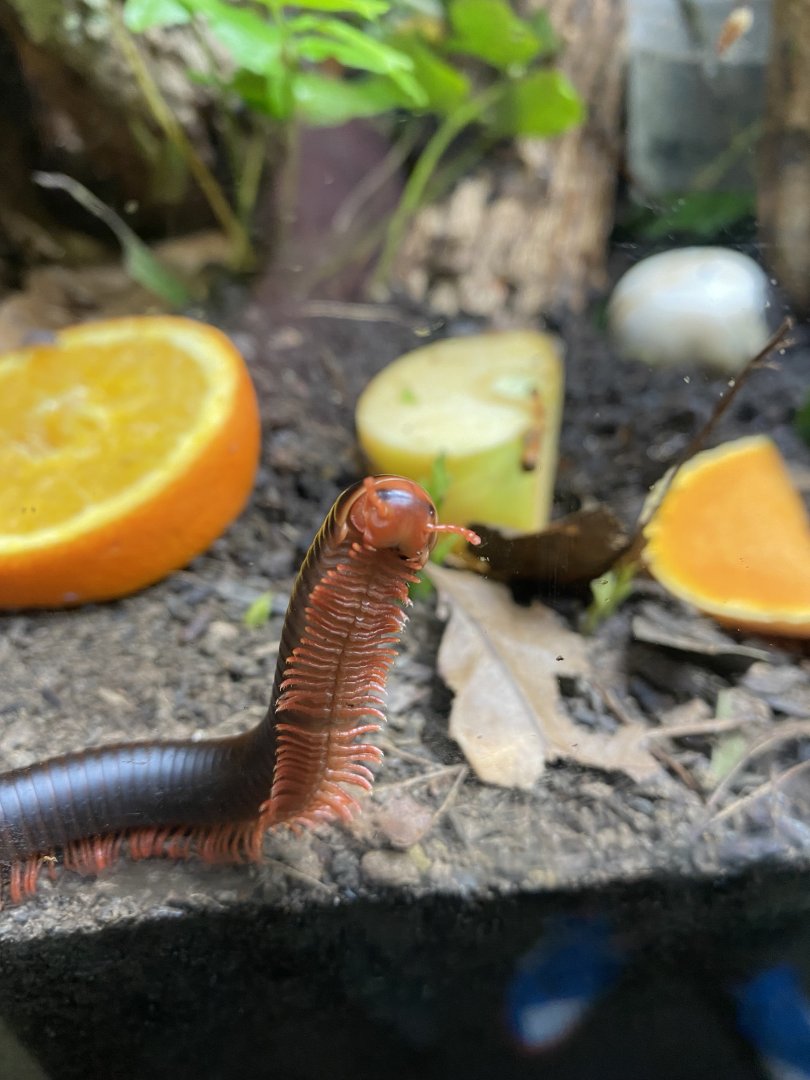 Pink toe millipede 240222