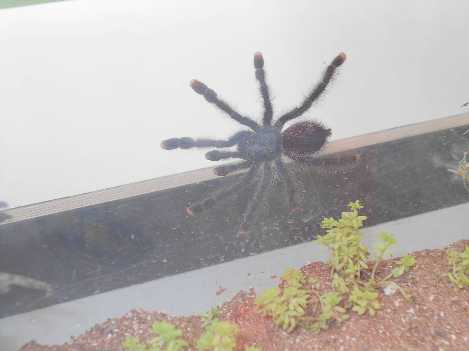Pink-toed tarantula