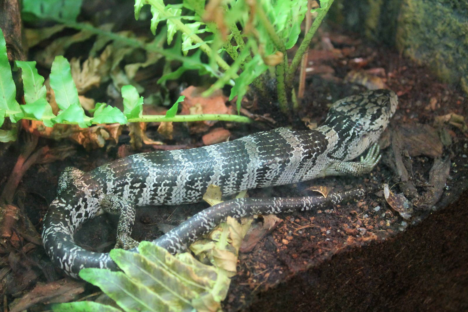 pink-tongue skink (Hemisphaeriodon gerrardii)
