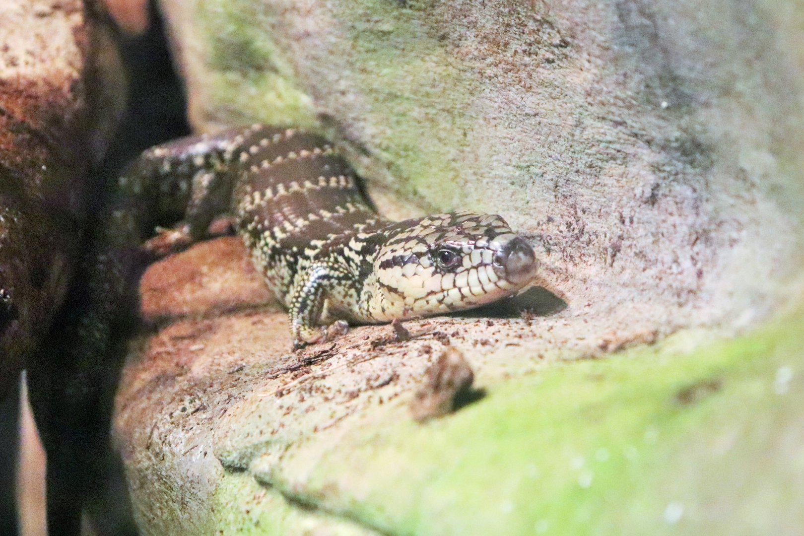 Pink-tongued Lizard (Cyclodomorphus gerrardii)