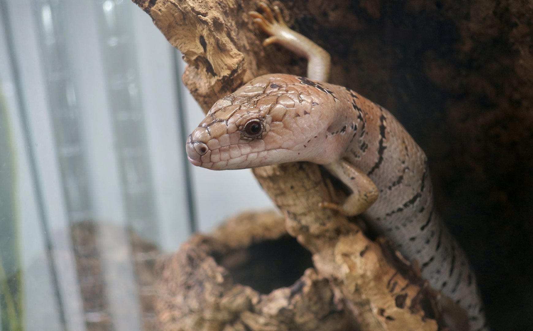 Pink-Tongued Skink (Cyclodomorphus gerrardii) - The Gecko Gallery NYC
