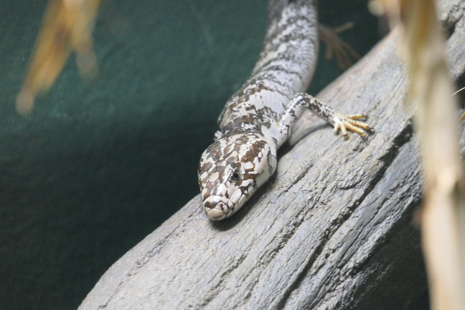 Pink-tongued Skink (Cyclodomorphus gerrardii)