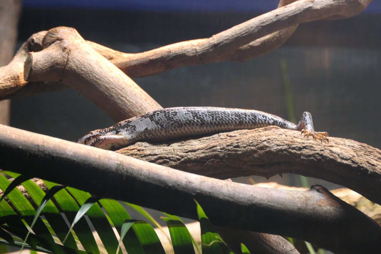 Pink-tongued Skink (Cyclodomorphus gerrardii)