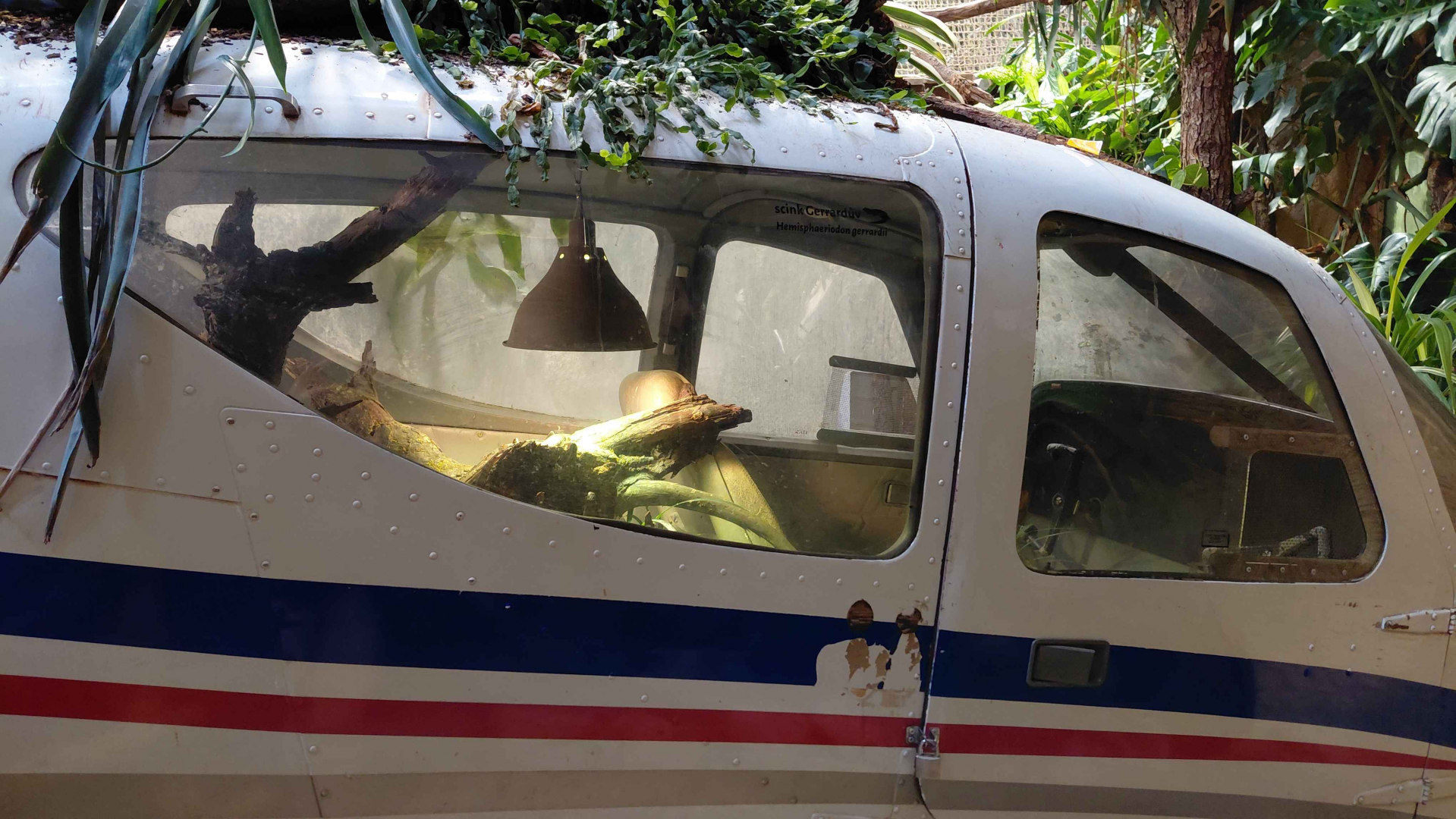 Pink-tongued skink exhibit