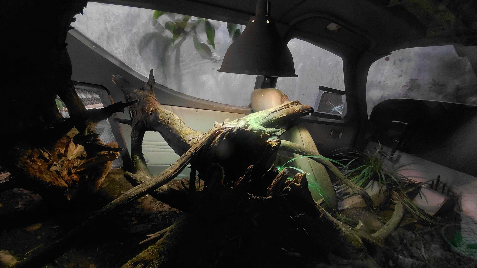 Pink-tongued skink exhibit