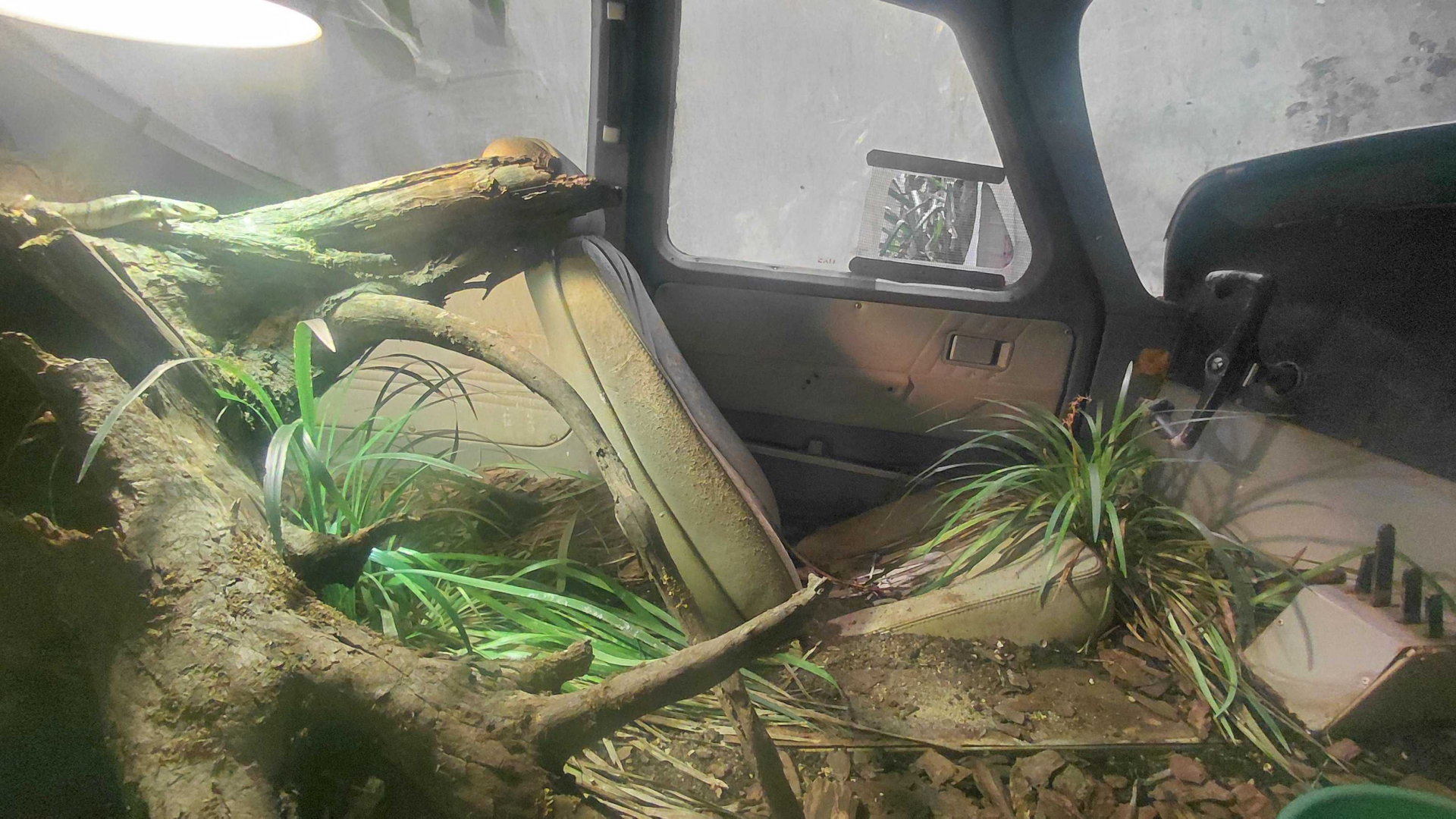 Pink-tongued skink exhibit