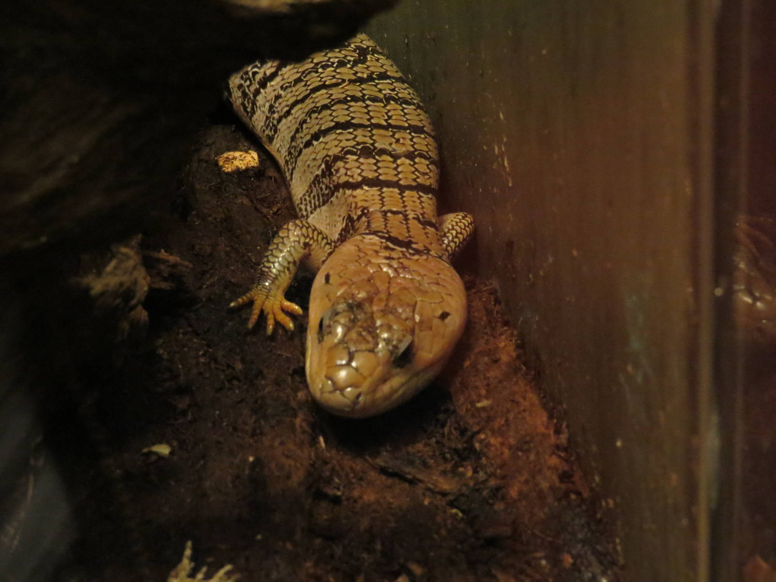 Pink-tongued skink, June 2015.