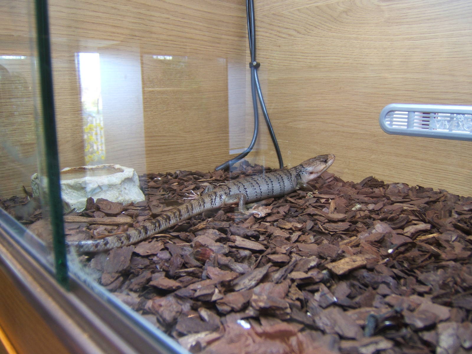 Pink-tongued Skink