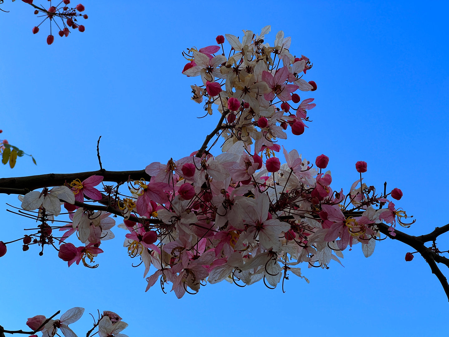 Pink Tree Flowers