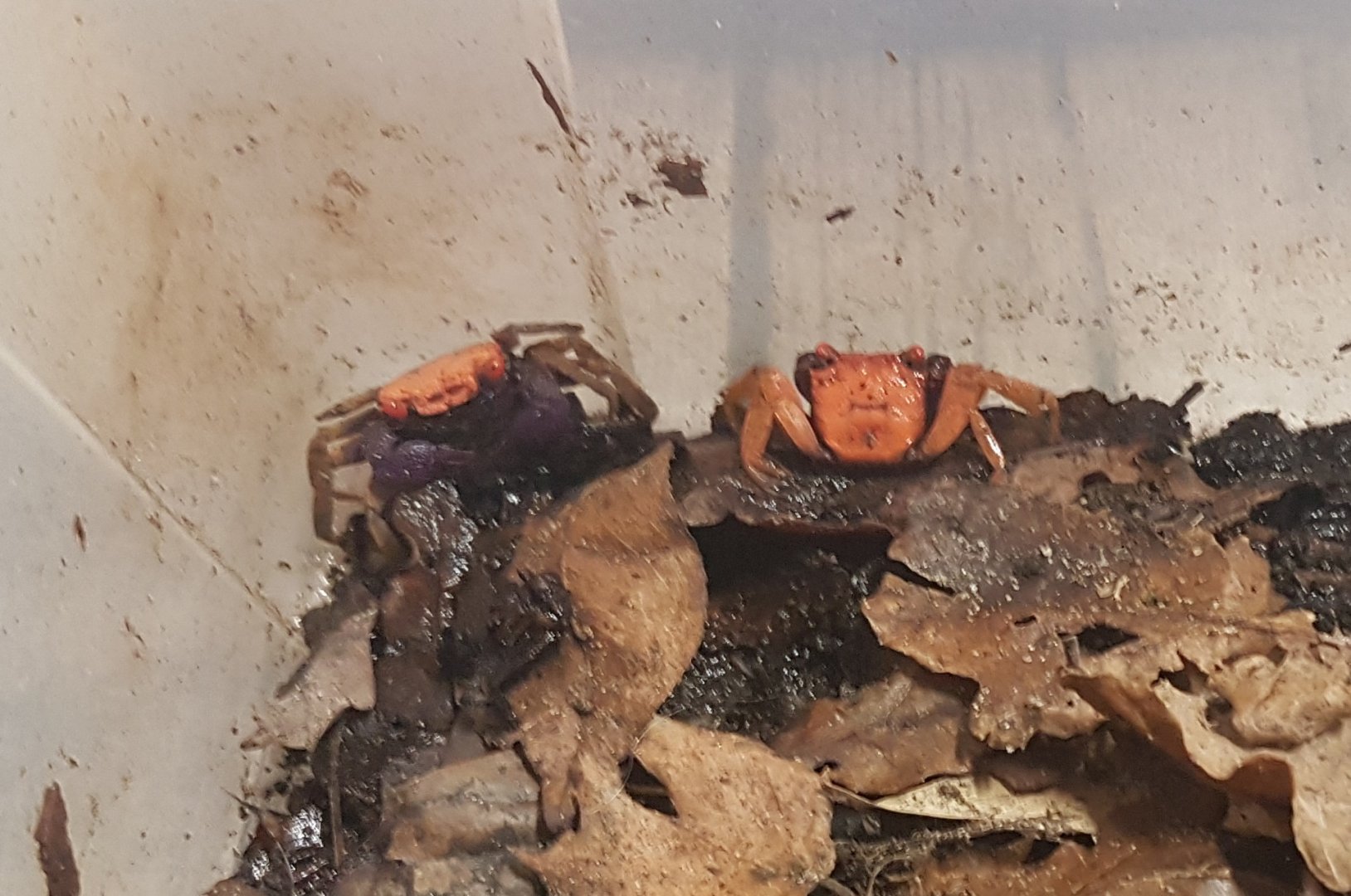 Pink vampire crab - Geosesarma cf tiomanicus