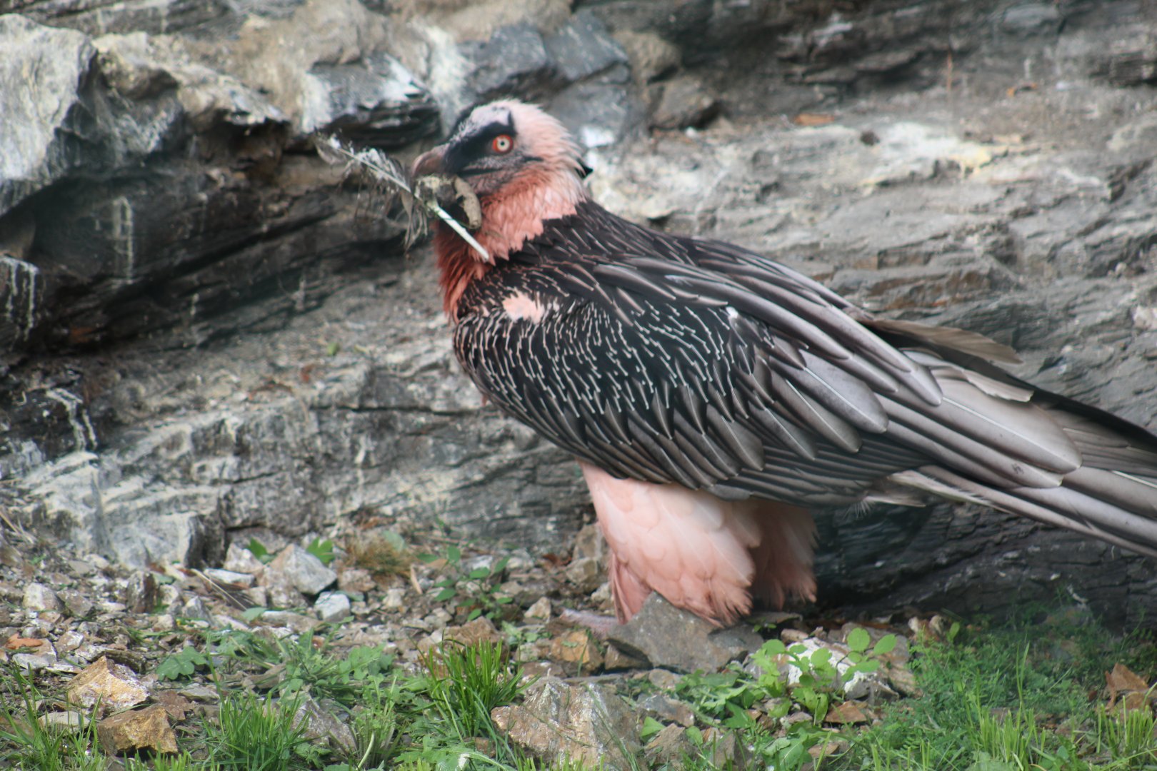 Pink Vulture