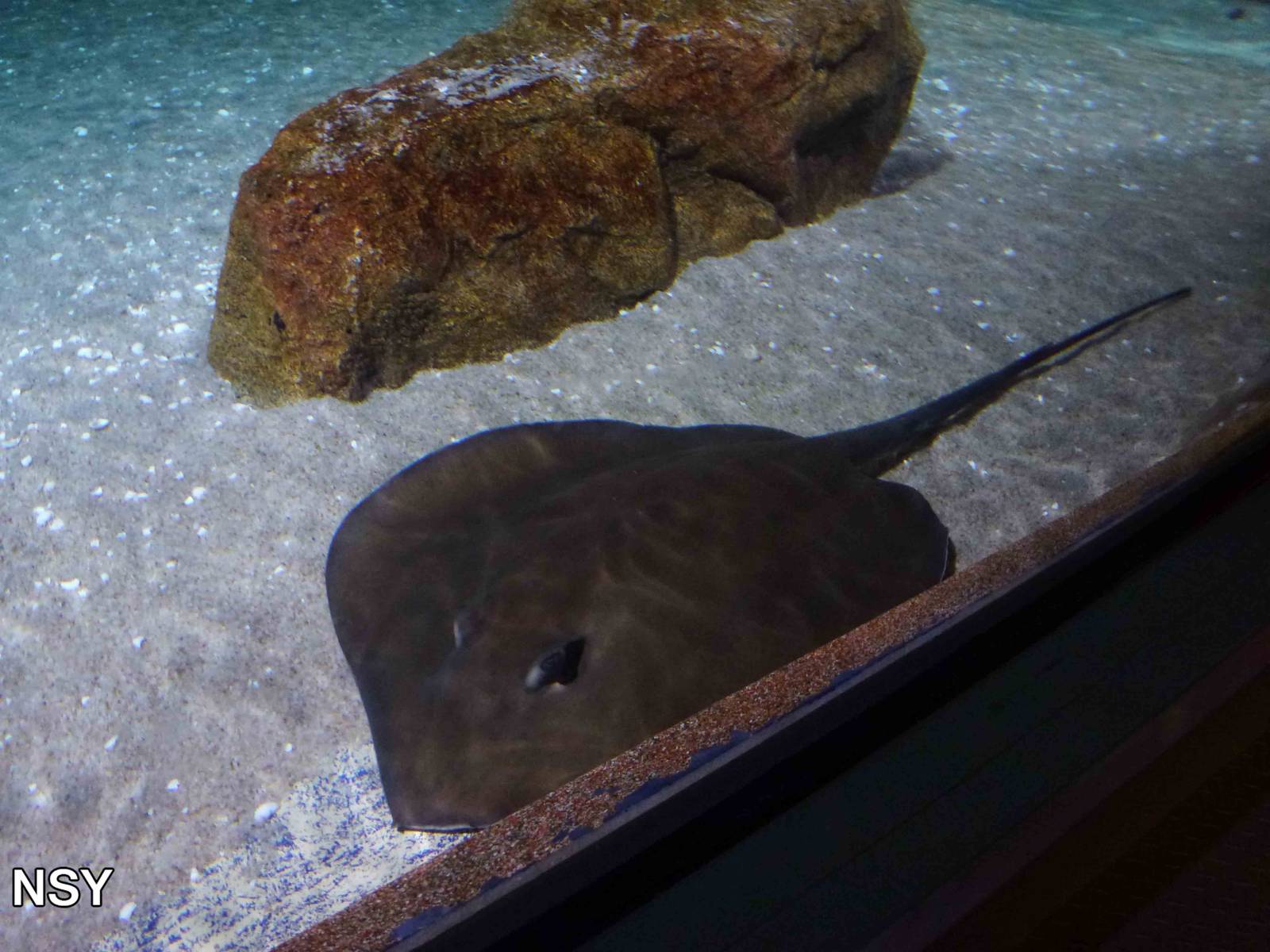 Pink whipray, June 2013.