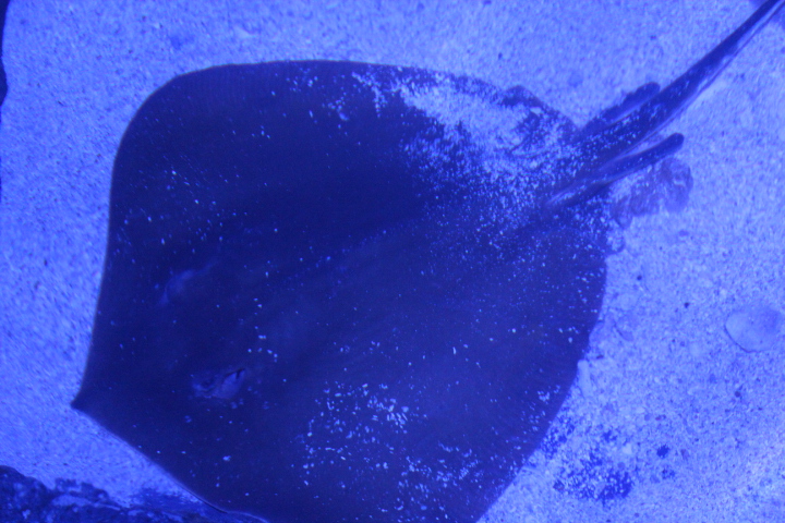 Pink whipray (Pateobatis fai) - BXSea