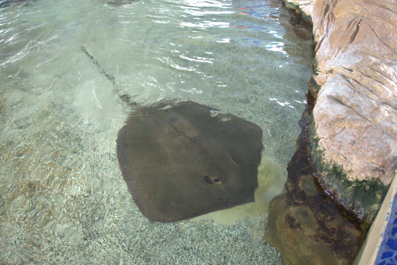 Pink Whipray