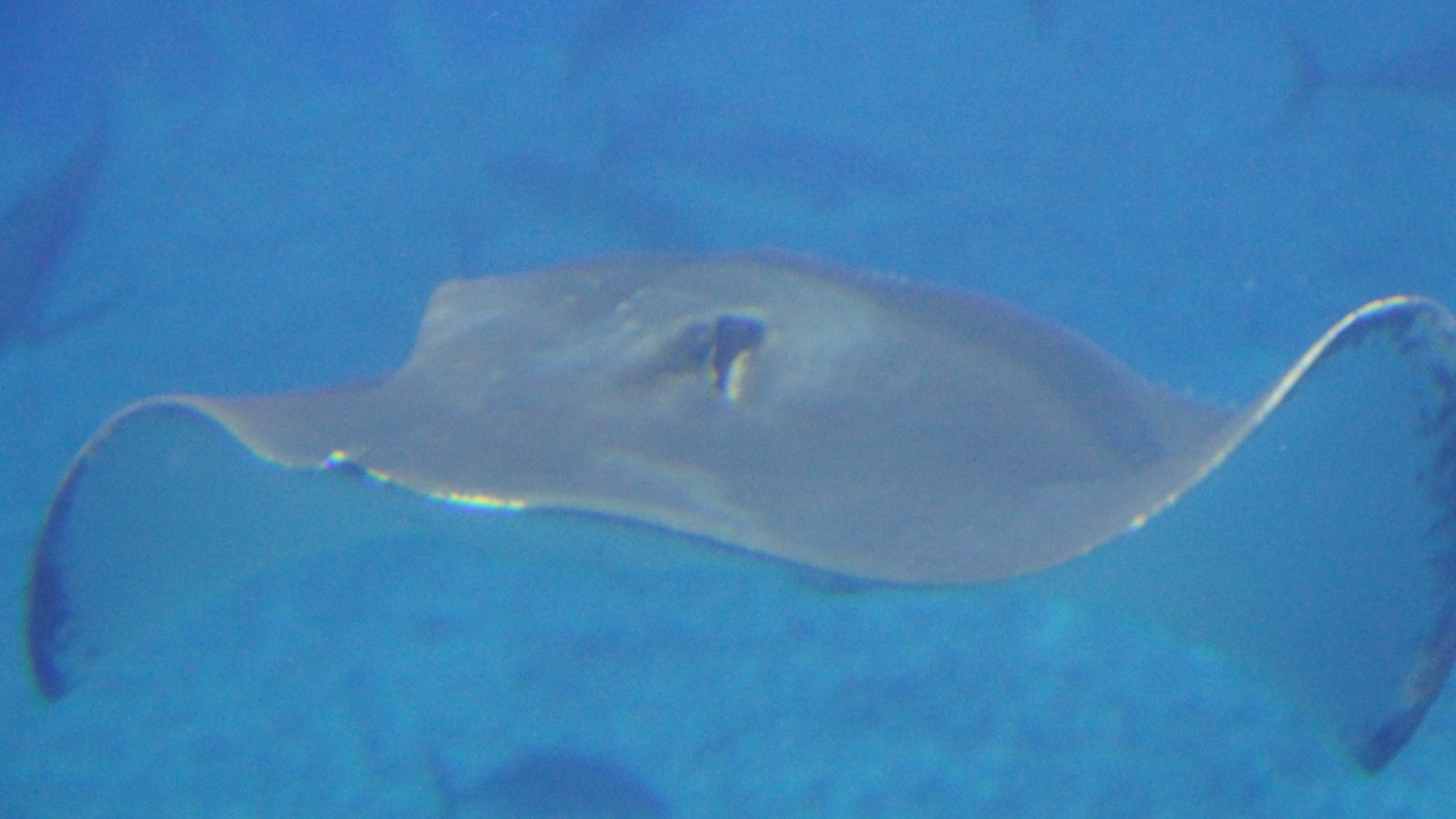 Pink Whipray
