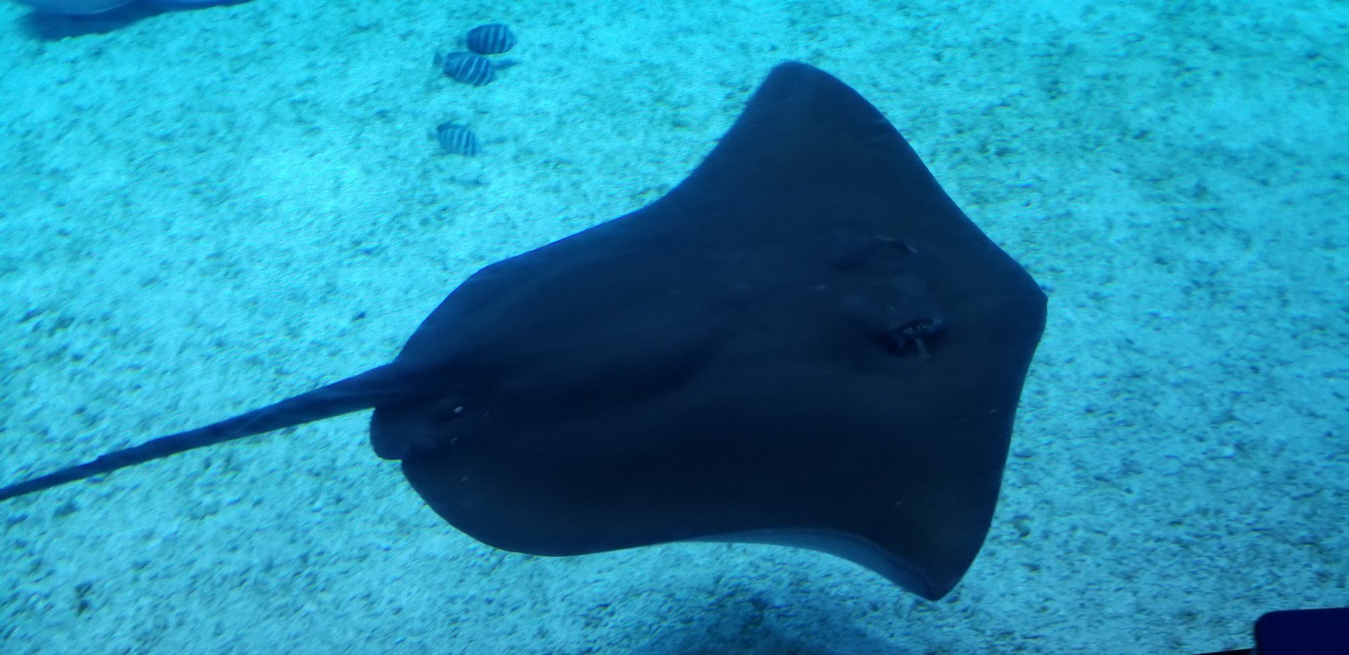 Pink Whipray