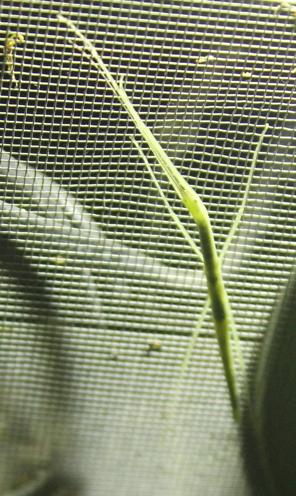 Pink-winged stick insect