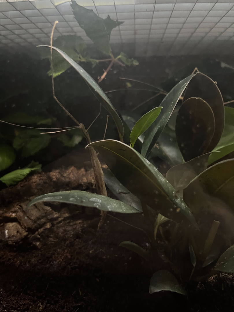 Pink-winged stick insect