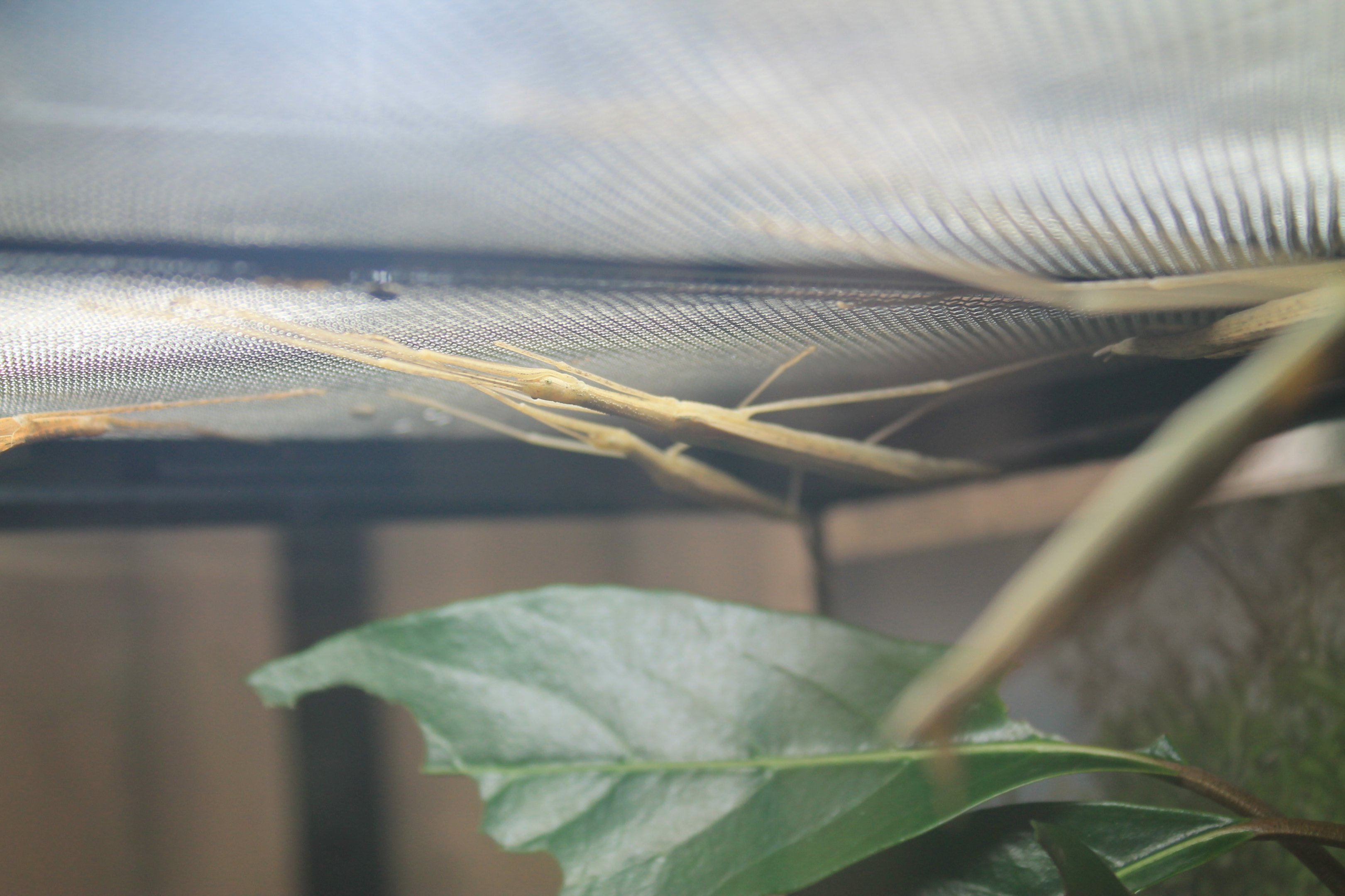 Pink-winged Stick Insects (Sipyloidea sipylus)