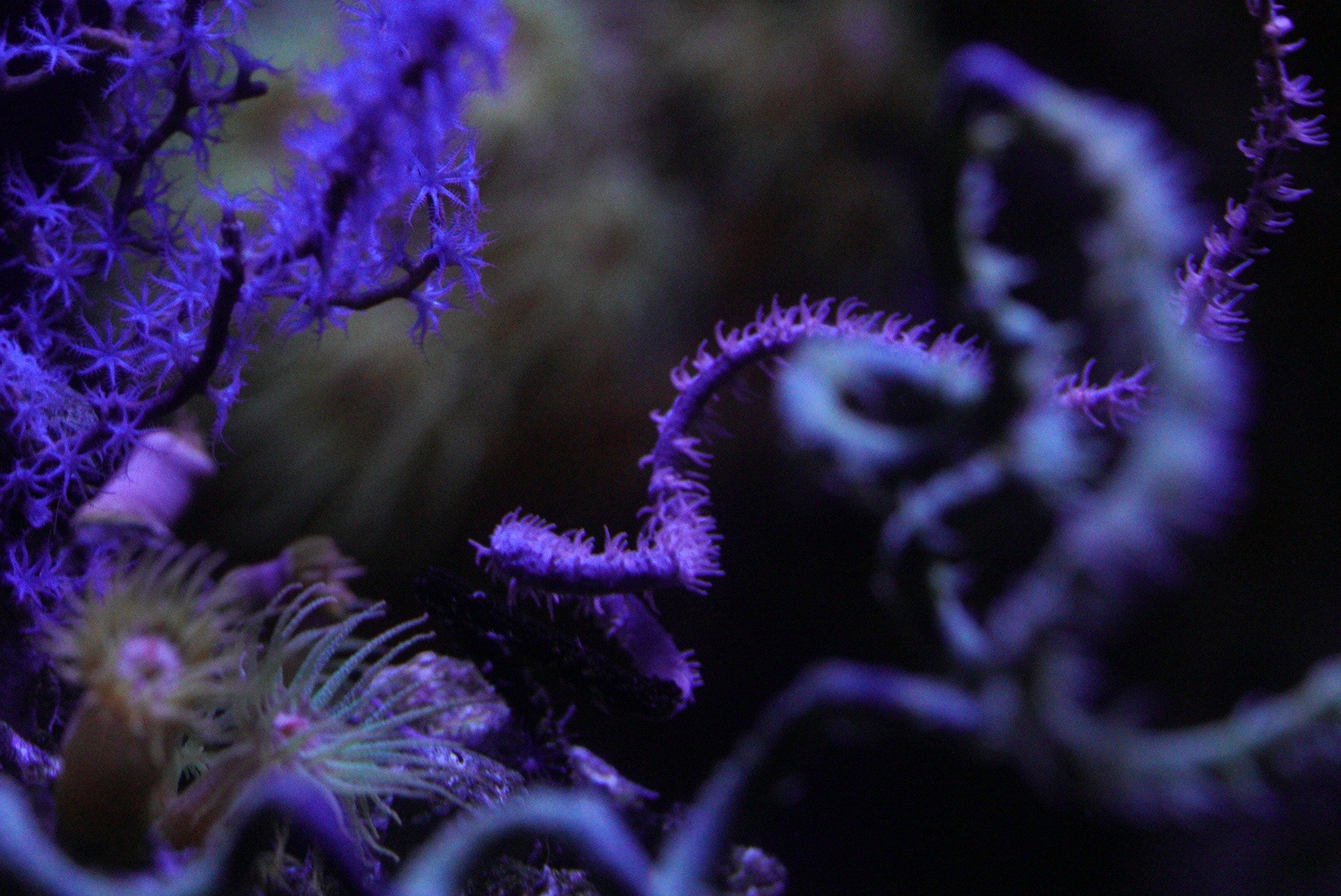 Pink Wire Coral / Sun Coral / Gorgonian