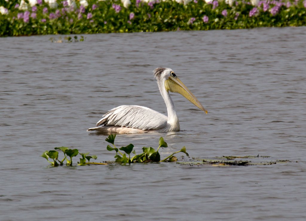 Pinkback Pelican