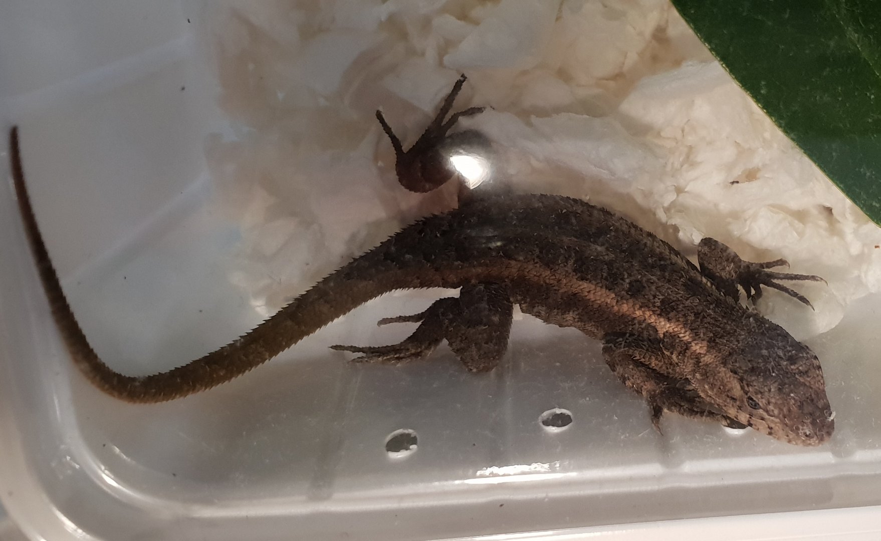 Pinkbelly swift - Sceloporus variabilis