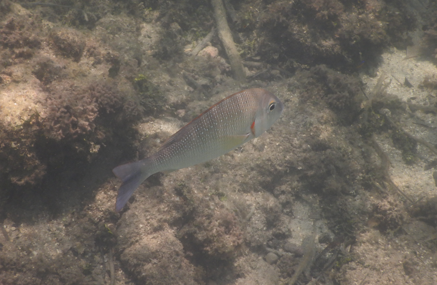 Pinkear Emperor (Lethrinus lentjan) - Green Island