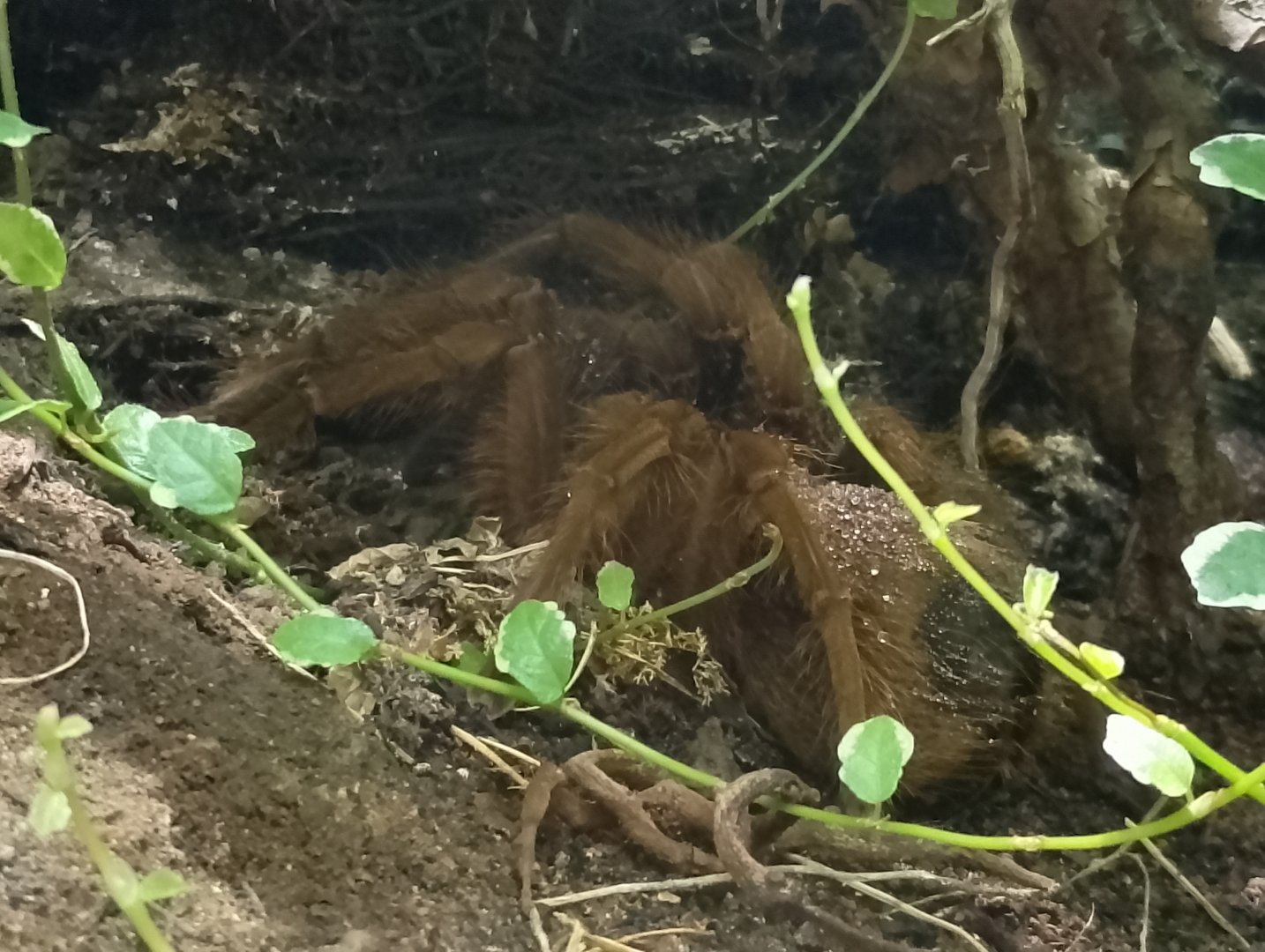 Pinkfoot Goliath bird-eating spider