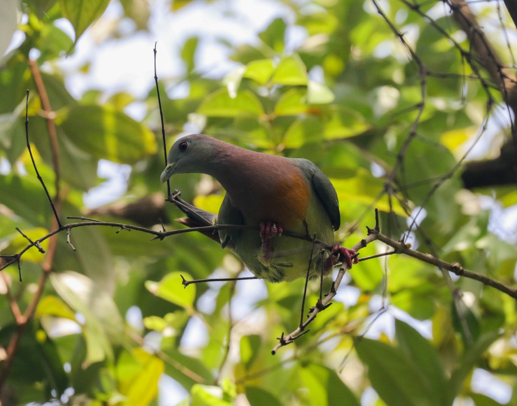 Pinknecked Pigeon