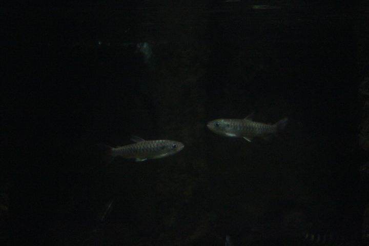 Pinktail chalceus (Chalceus macrolepidotus)