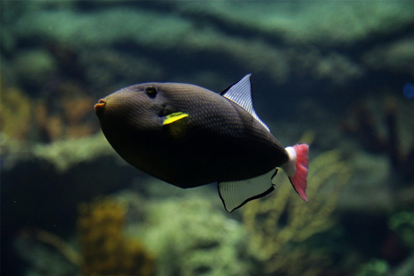 Pinktail Triggerfish, December 2015