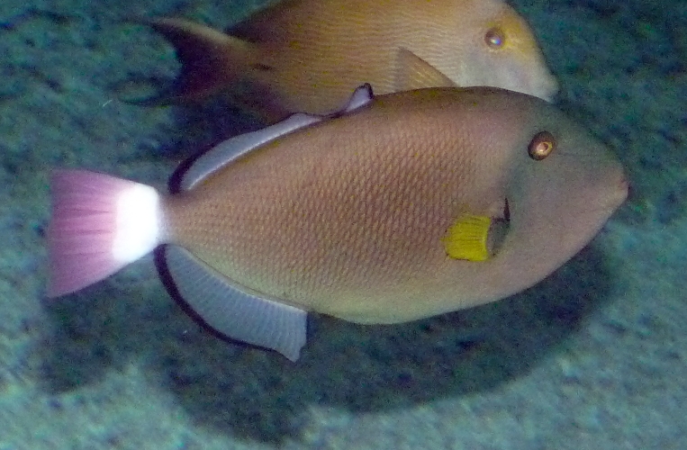Pinktail triggerfish (Melichthys vidua)