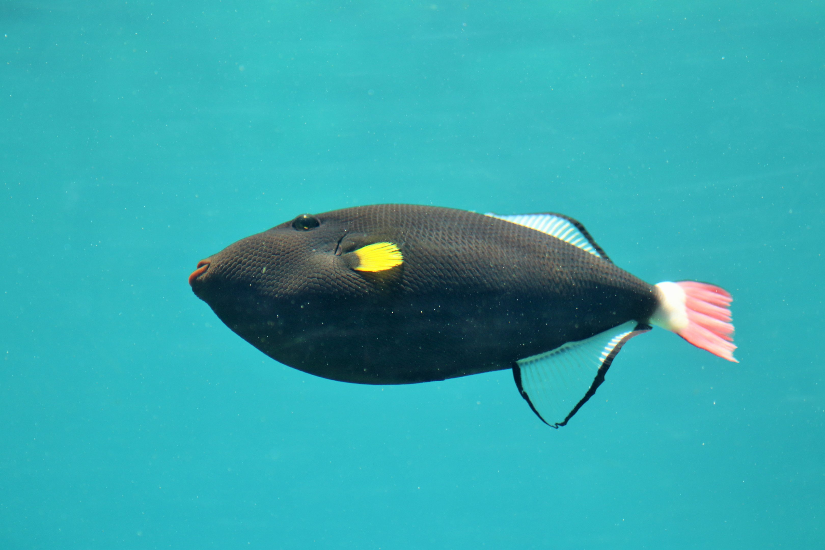 Pinktail Triggerfish (Melichthys vidua)