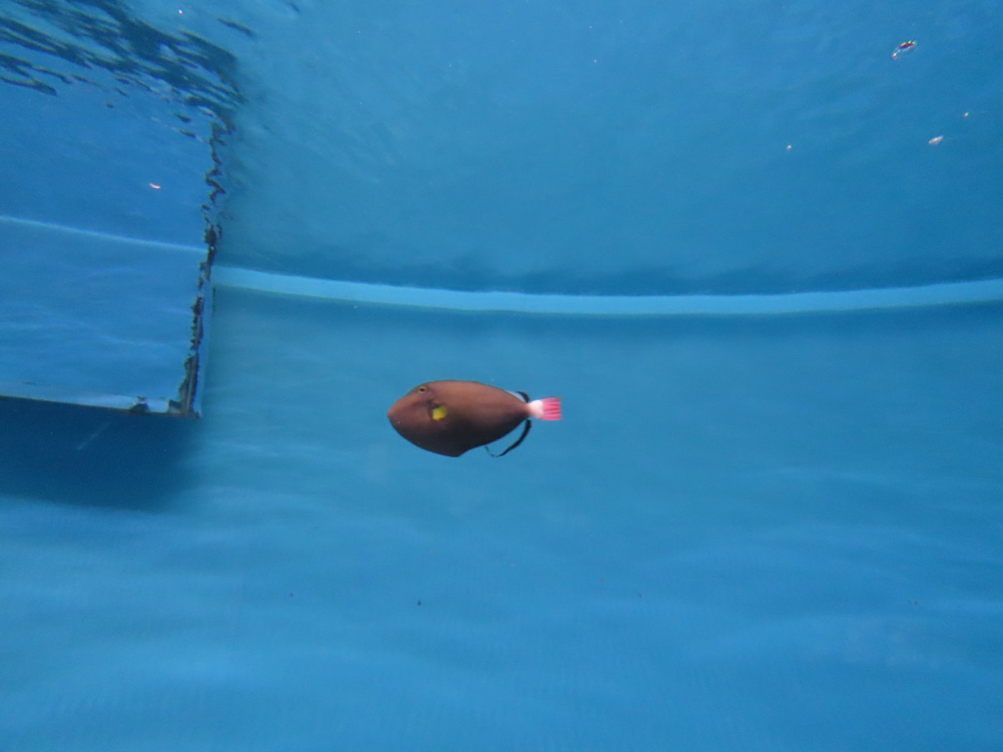 Pinktail triggerfish (Melichthys vidua)