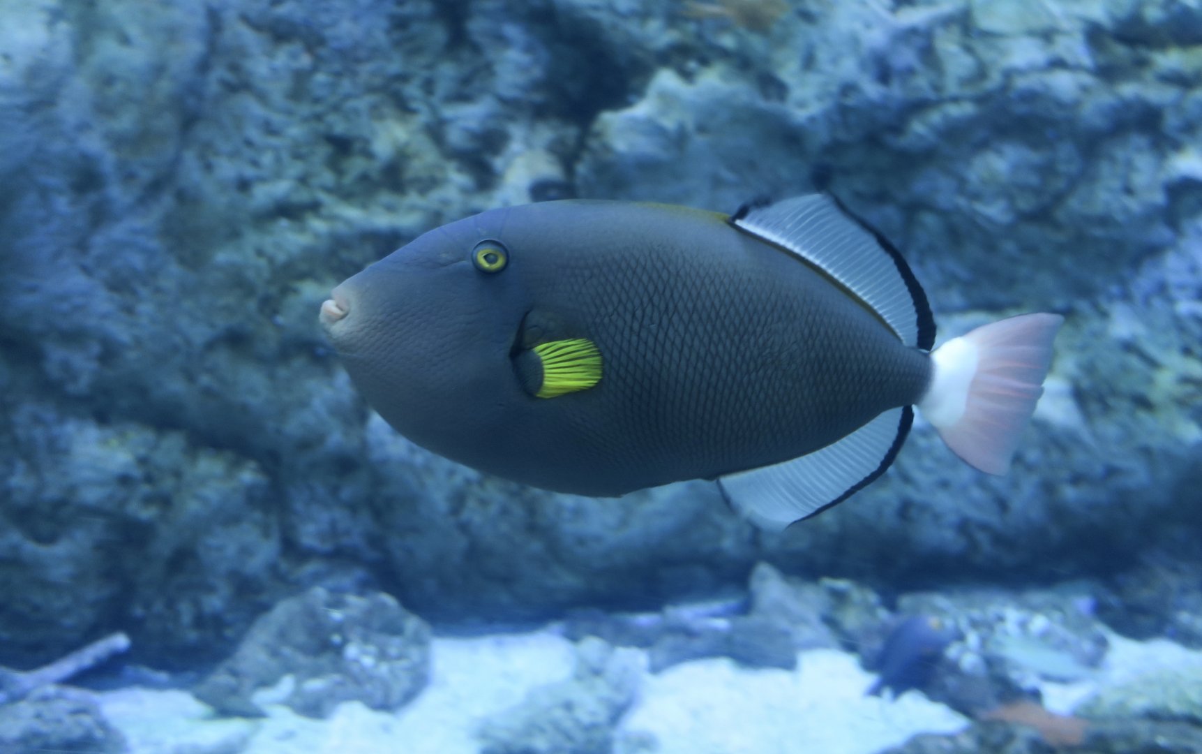 Pinktail Triggerfish (Melichthys vidua)