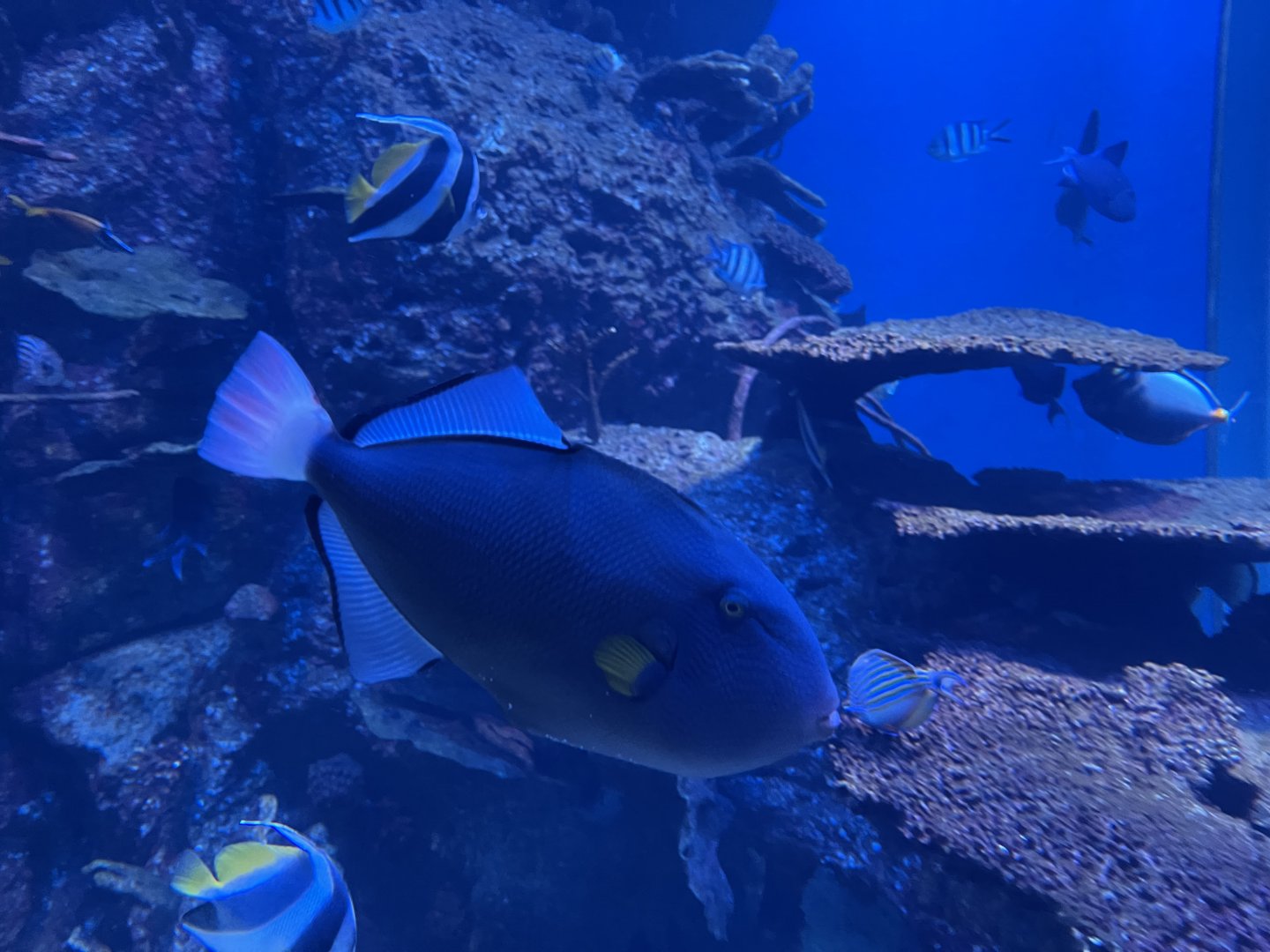 pinktail triggerfish (melichthys vidua)