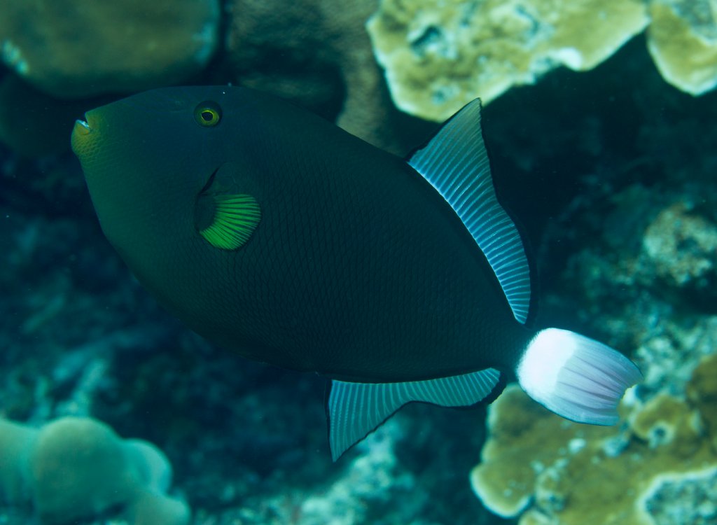 Pinktail Triggerfish