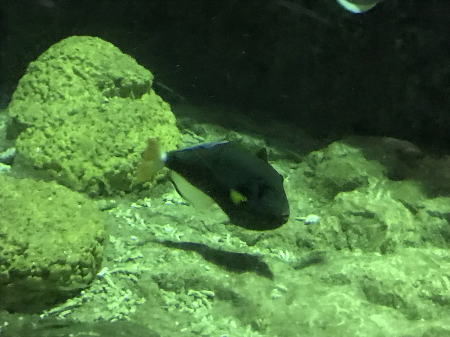 Pinktail triggerfish